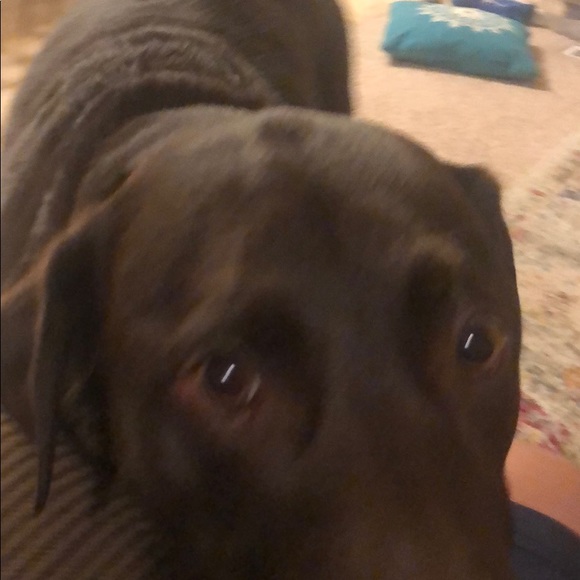 Meet your Posher, Joshua - Picture 1 of 1